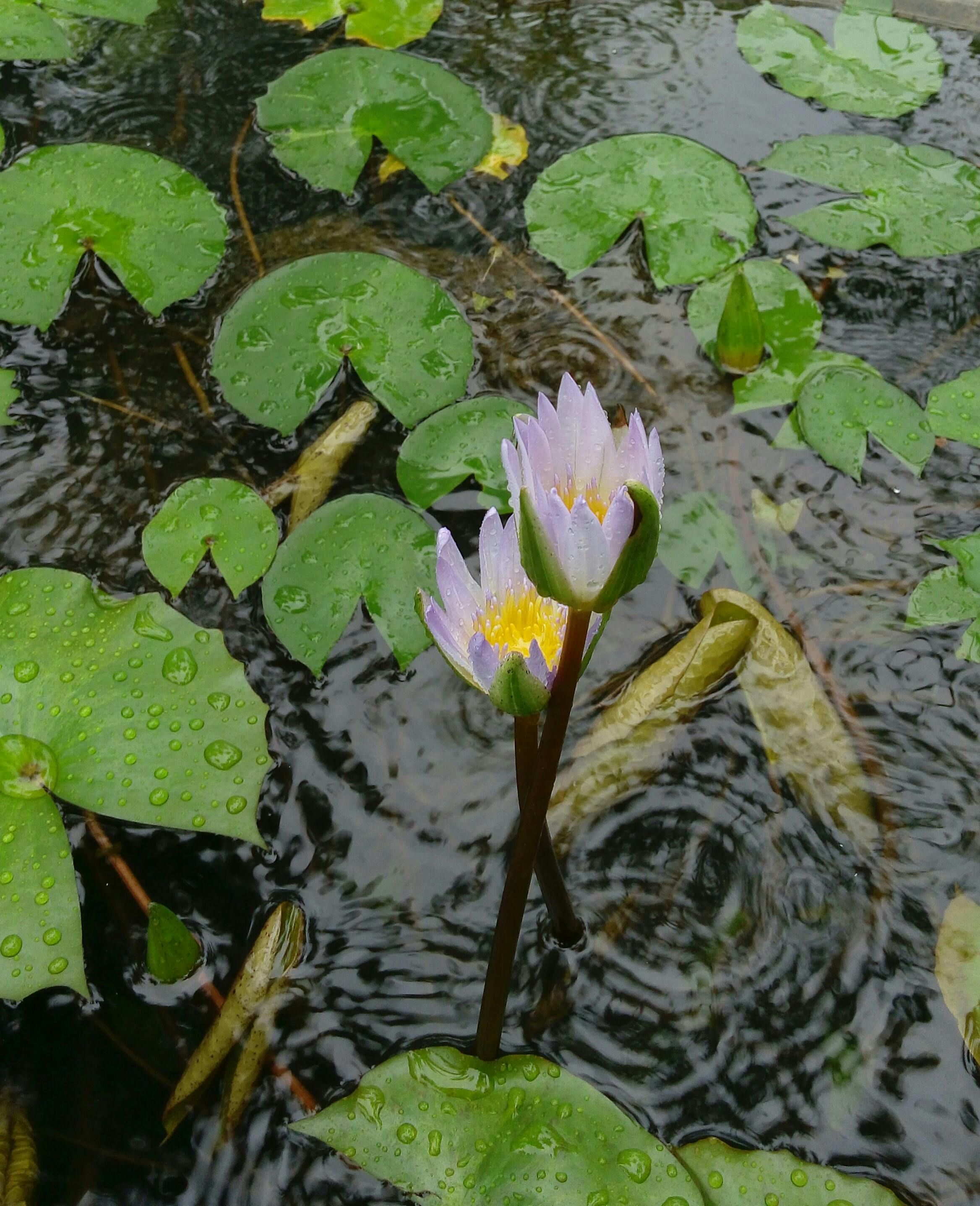 Free stock photo of #lotus, #rain, #satisfaction