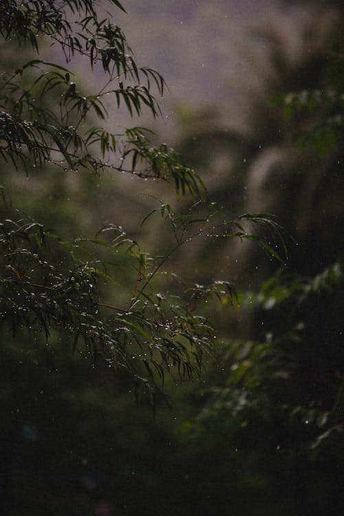 Wet Leaves of Trees on Rainy Weather