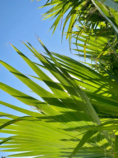 Ilmainen kuvapankkikuva tunnisteilla isot lehdet, palmu, palmunlehti