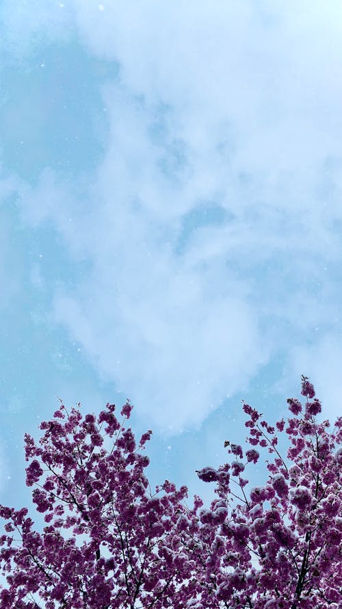 Ilmainen kuvapankkikuva tunnisteilla kaunis taivas, kukkivat kukat, magnolia