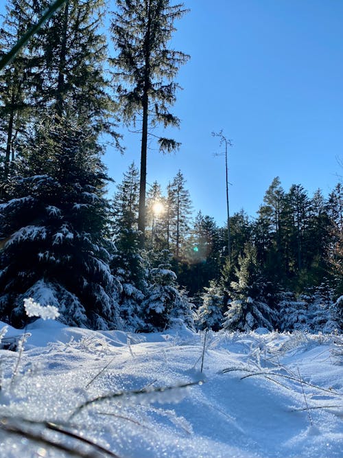 Ilmainen kuvapankkikuva tunnisteilla anna sen lunta, lumi, metsä