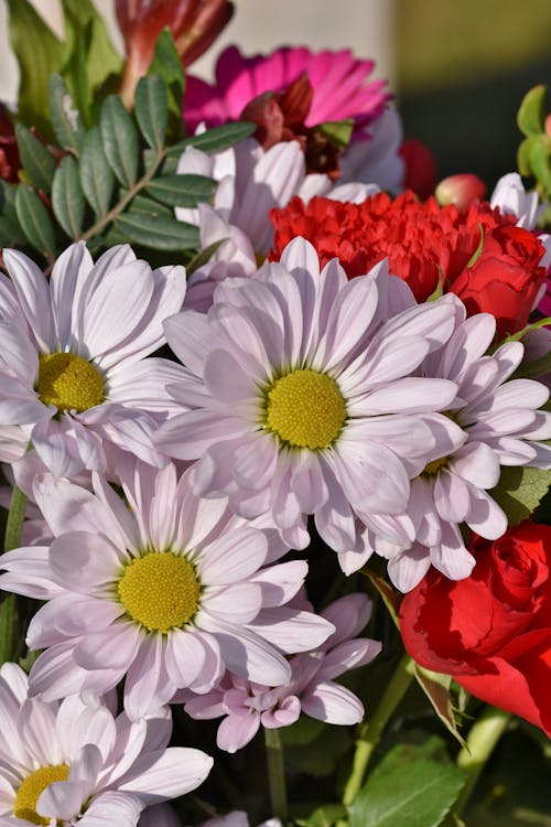 Безкоштовне стокове фото на тему «Букет квітів, квітучі квіти, рожеві цвітіння»