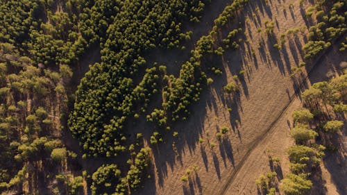 

An Aerial Shot of Trees on a Field