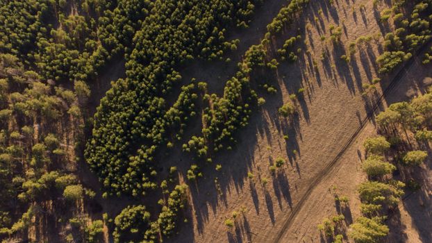 Drone shot capturing pine forests and fields in Altai, Russia from above.