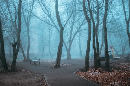 Gratis Immagine gratuita di alberi, nebbioso, parco Foto a disposizione