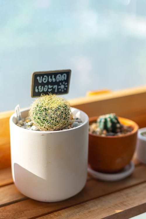 Labeled Cactus Plants on Pots 