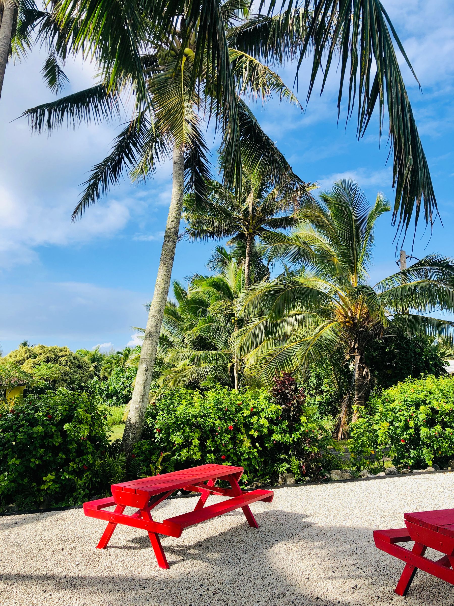 Palm-shaded beach picnic area in the Cook Islands