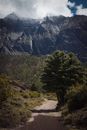 Green Trees Near Mountain