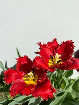 Close-up of vibrant red fringed tulips in full bloom against a neutral background.