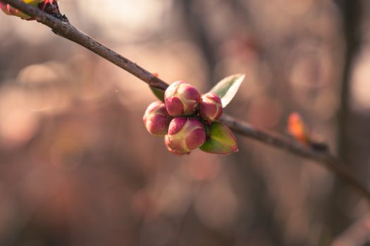 Closeup of Spring Flower Buds on a Branch
