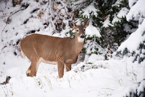 A Whitetail Deer on a Snow-Covered Field