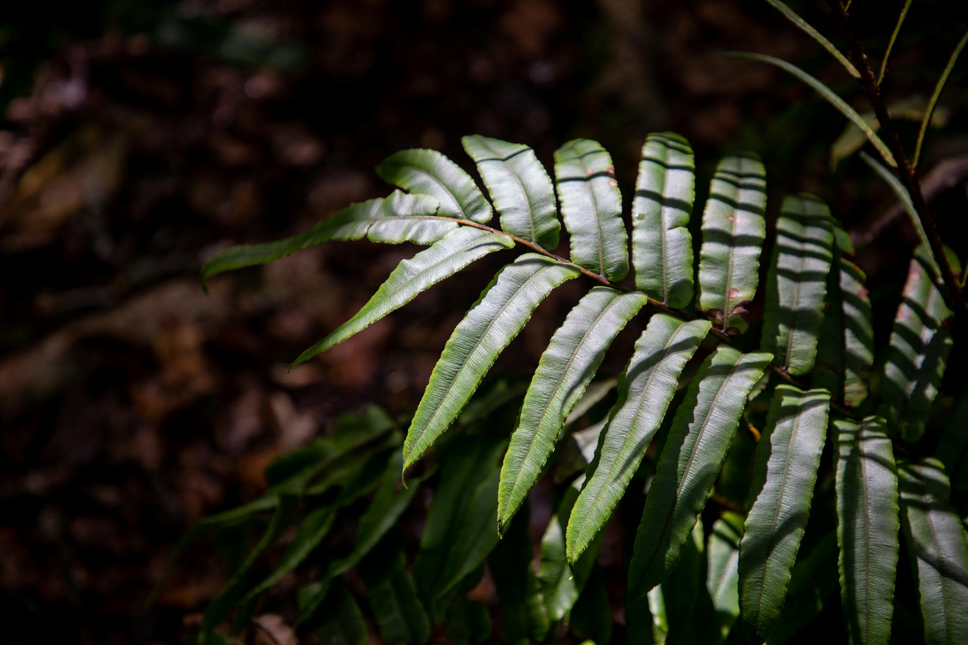 Capture of vibrant fern leaves in shaded Southland forest, New Zealand.