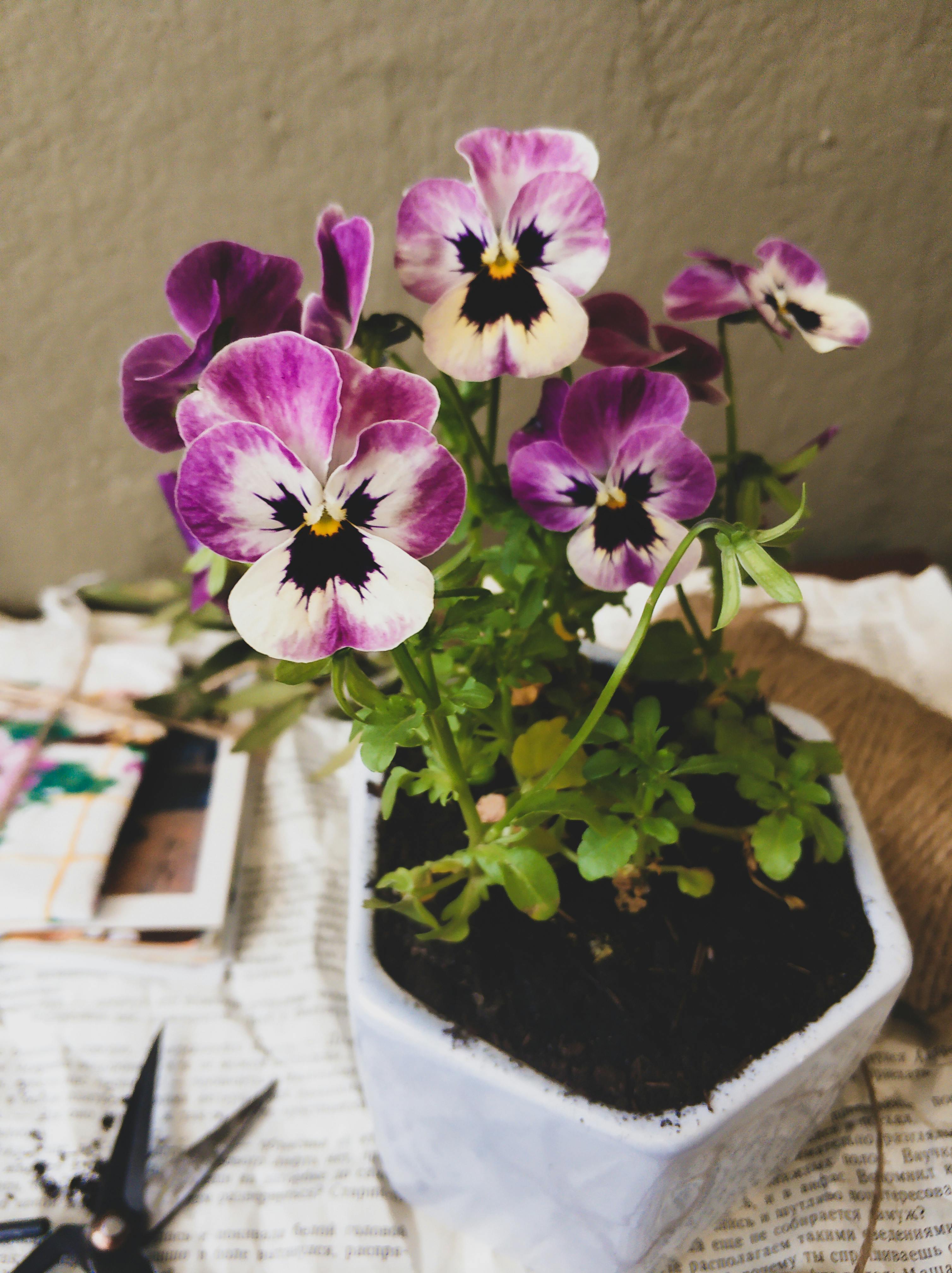 Photo of a Pansy in a Pot · Free Stock Photo