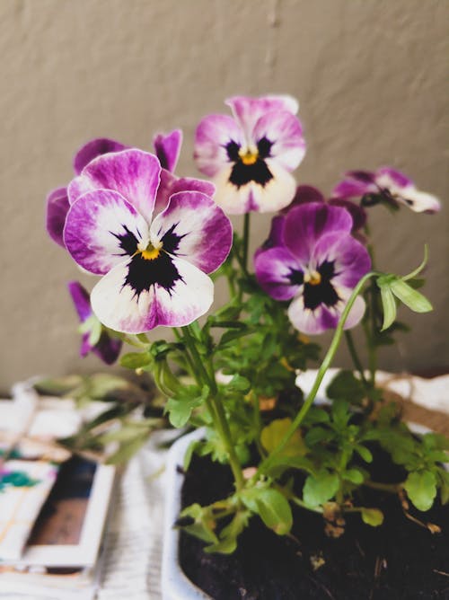 Free 
A Potted Pansy Plant Stock Photo