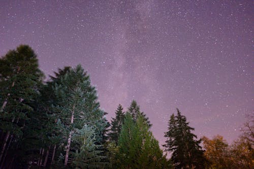 Ilmainen kuvapankkikuva tunnisteilla puut, tähdet, tähtikuvaus Kuvapankkikuva