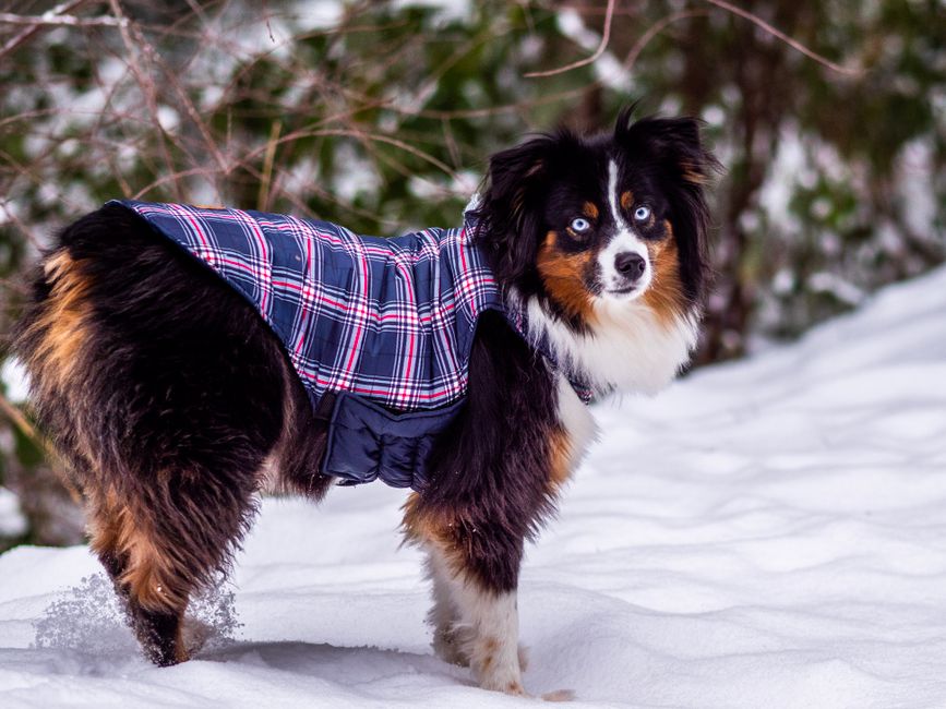 paw print decor - Adorable Australian Shepherd wearing a plaid coat, standing in snow with a curious gaze.