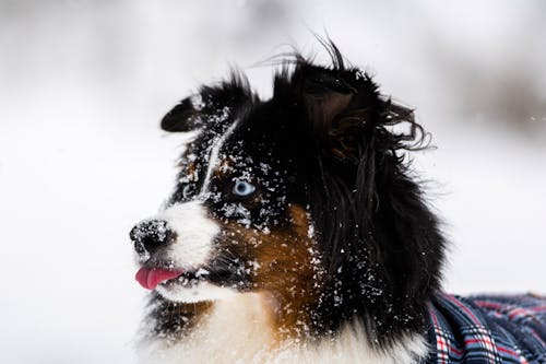 A Long Coated Dog Out in the Snow
