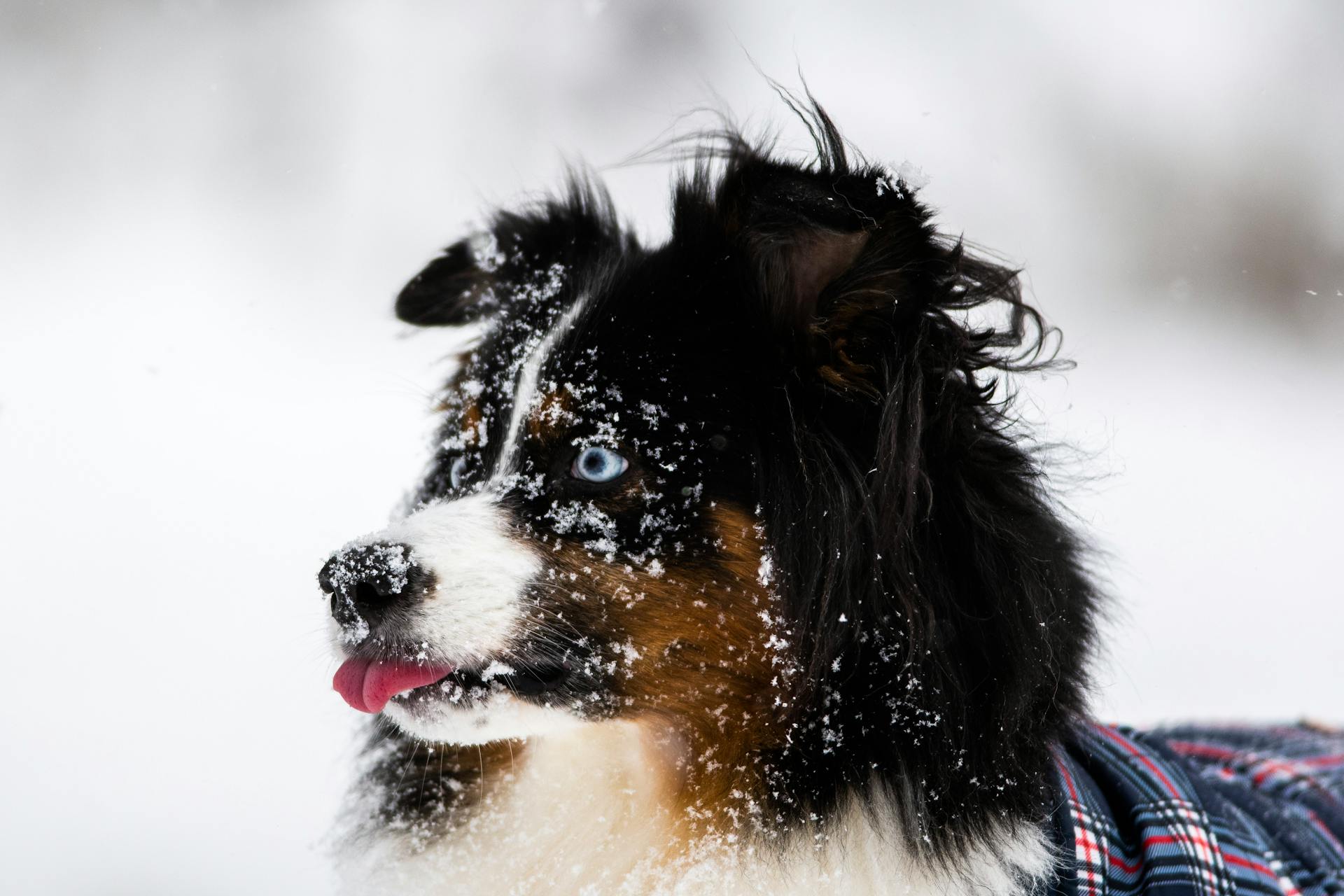 En hund med lång päls ute i snön