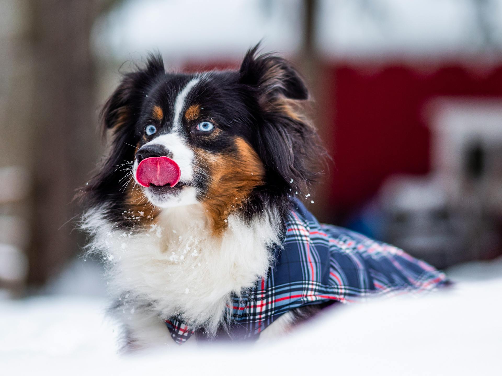 Adorable Australian Shepherd Dog