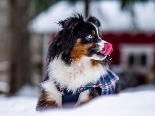 A Dog on the Snow 
