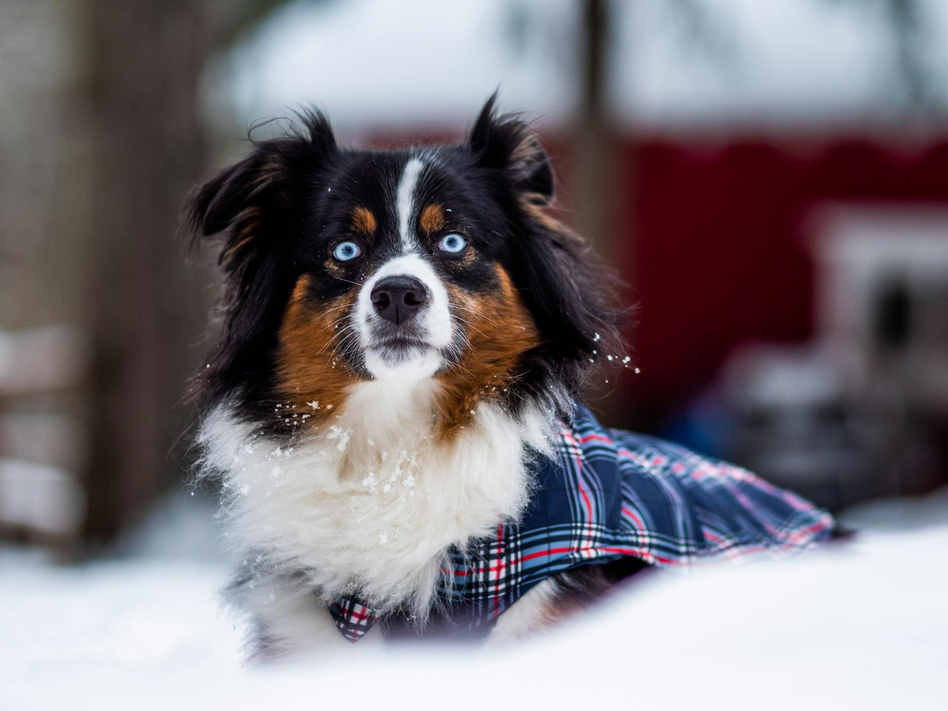 An Australian Shepherd on the Snow