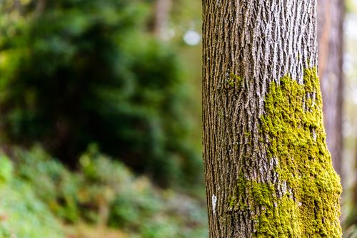 Free Detailed close-up of vibrant green moss growing on a tree trunk in a lush forest setting. Stock Photo