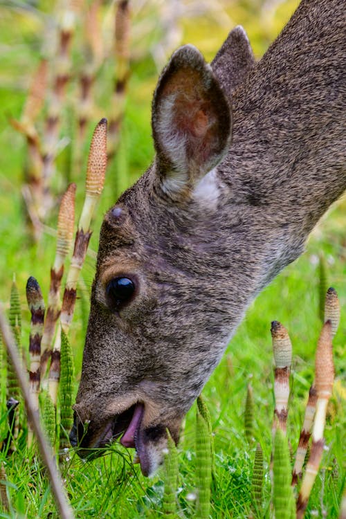 A Deer Eating Grass