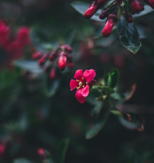 Yellow Flowers In Tilt Shift Lens · Free Stock Photo