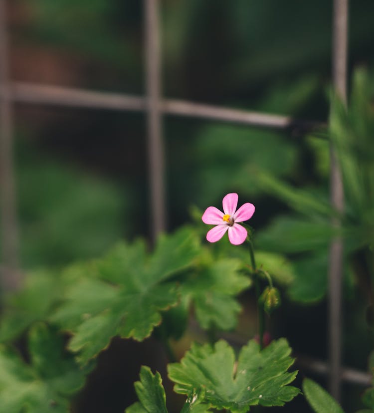 Close Up Shot Of A Herb Robert