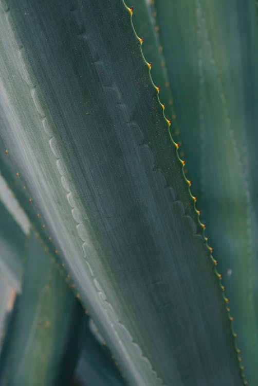 Close-Up Shot of an Aloe Vera Leaf