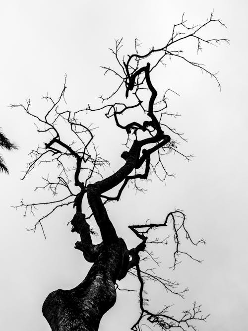Grayscale Photo of a Leafless Tree 