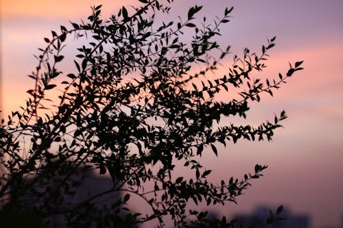 Foto profissional grátis de estética, noite-céu