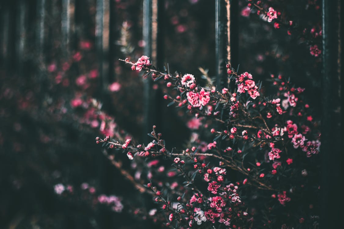 분홍색 꽃잎 꽃의 선택적 컬러 사진