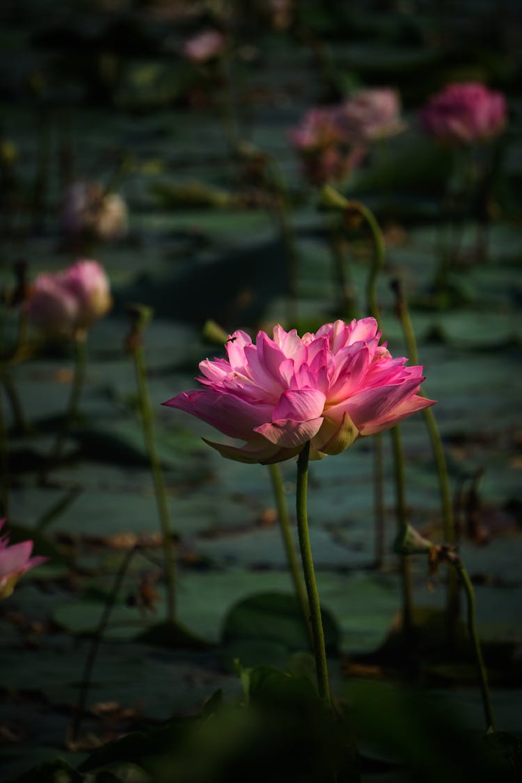 An Indian Lotus Flower In Bloom