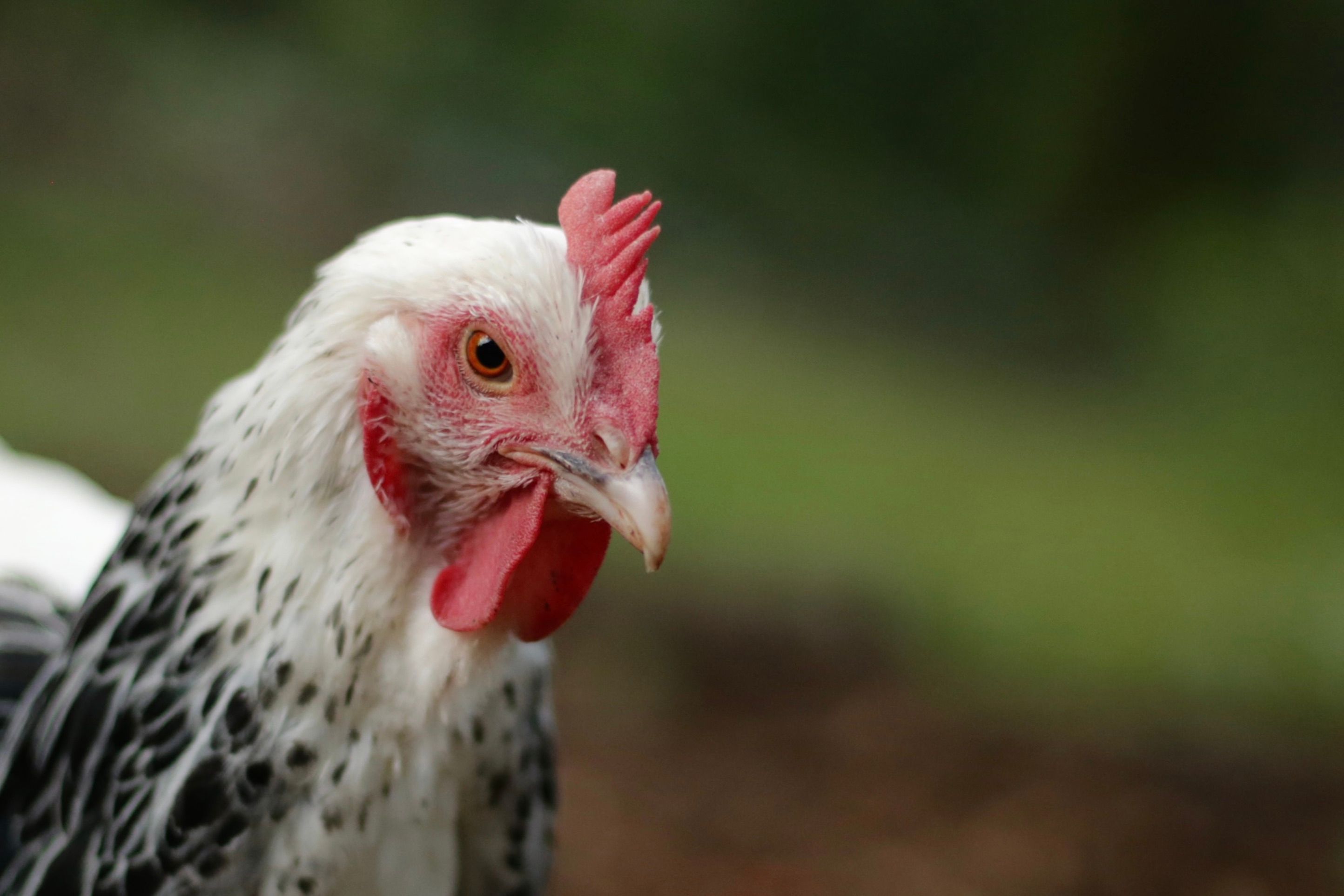 Close-Up Shot of a Rooster · Free Stock Photo