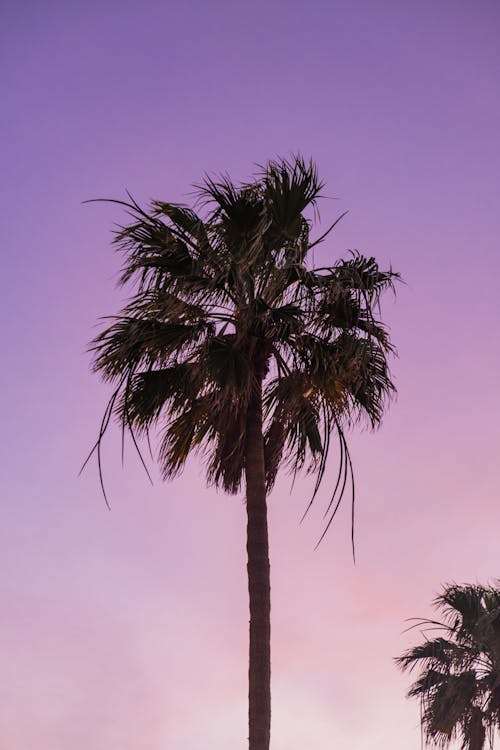 Free Palm tree Stock Photo