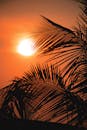 日落时分，棕榈叶的剪影充满活力，唤起热带氛围