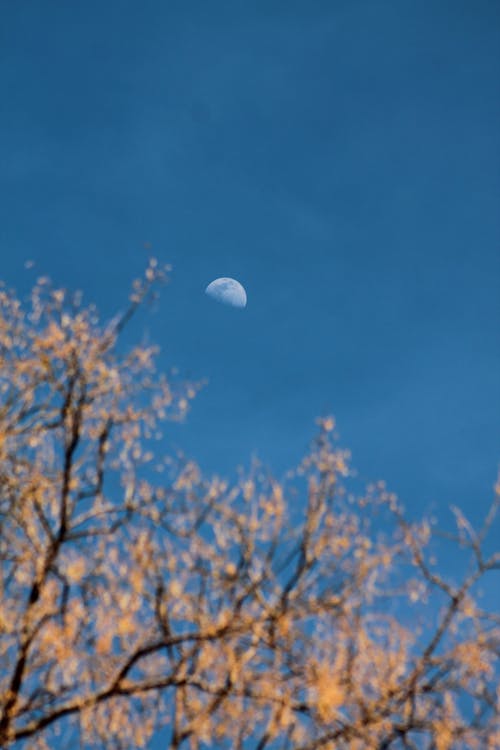 Foto stok gratis bulan, bunga-bunga merah muda, cabang