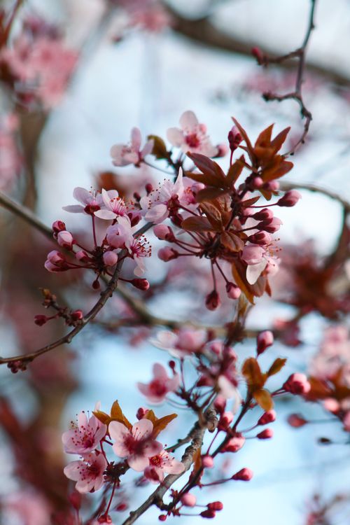 Free Delicate cherry blossoms blooming with a blurred background, capturing the essence of spring. Stock Photo