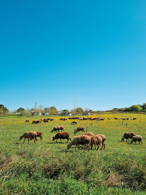 Безкоштовне стокове фото на тему «блакитне небо, вертикальні постріл, вівці»