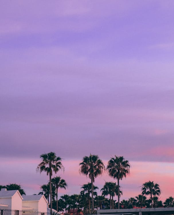 Palm trees in purple sky