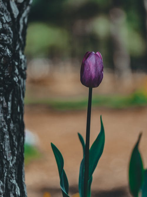 Close Up Shot of a Purple Tulip