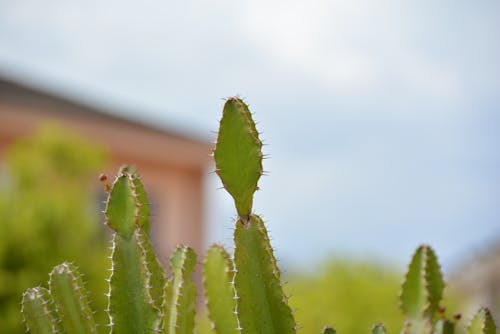 Free Selective Photo of a Cactus Stock Photo