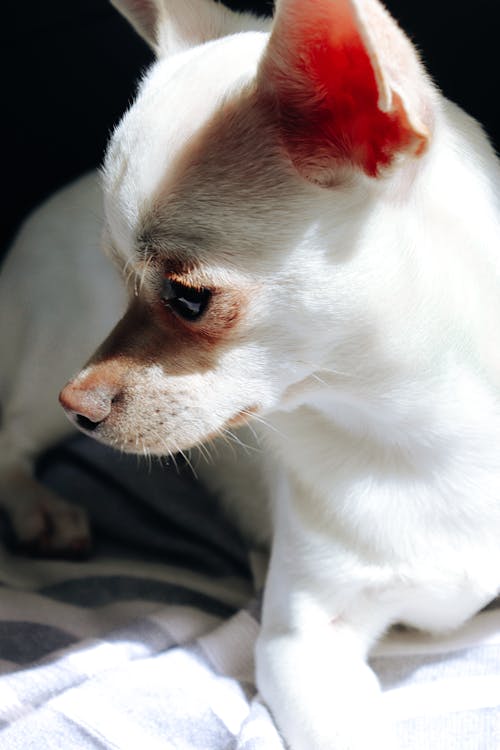 Kostenloses Stock Foto zu chihuahua, haustier, hund