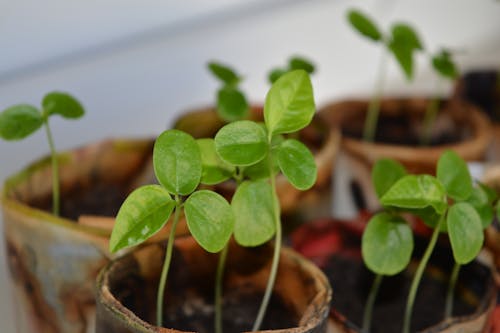 Close-up of Potted Green Plants