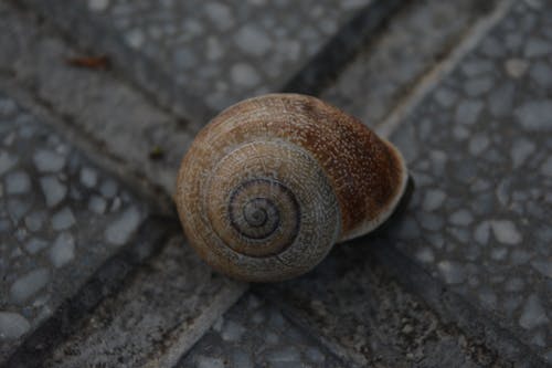 Close Up Shot of a Snail Shell