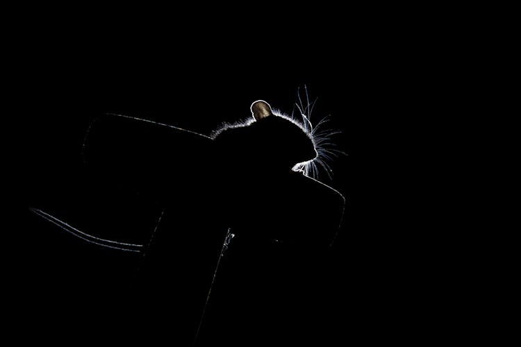 Silhouette Photo Of A Mouse