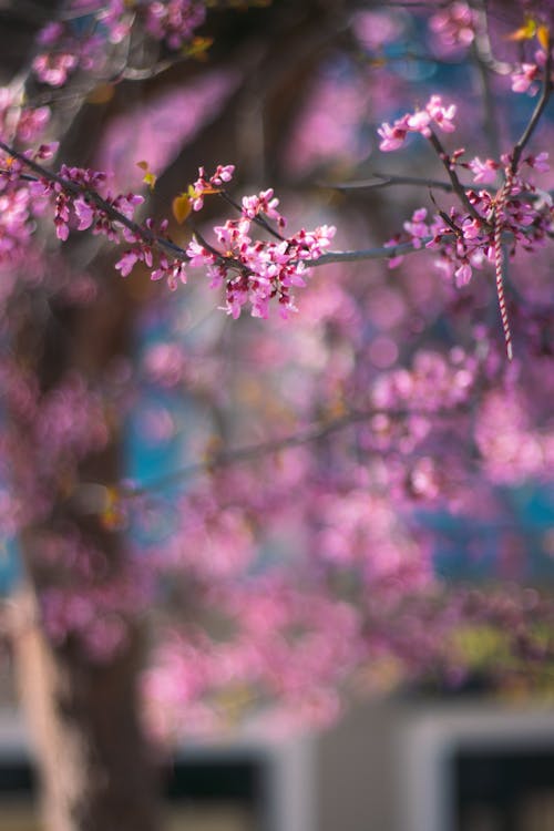 คลังภาพถ่ายฟรี ของ ก้าน, ดอกซากุระ, ดอกไม้สีชมพู