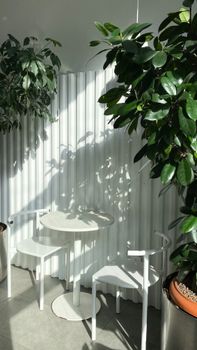 Bright indoor setting with white chairs and lush green plants.