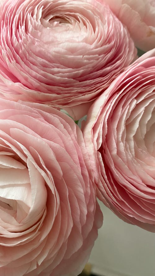 キンポウゲ, ピンクの花, フローラの無料の写真素材
